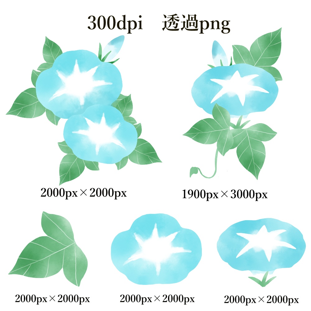 朝顔の水彩風セット素材