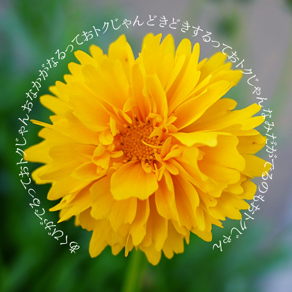 おトクじゃんTシャツ