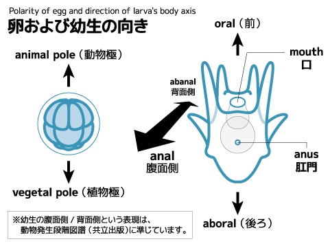 ウニ胚発生 A3ポスター