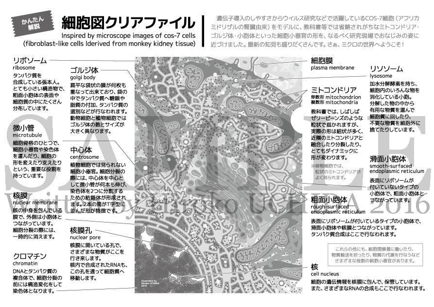 細胞図クリアファイル A4(フルカラー)
