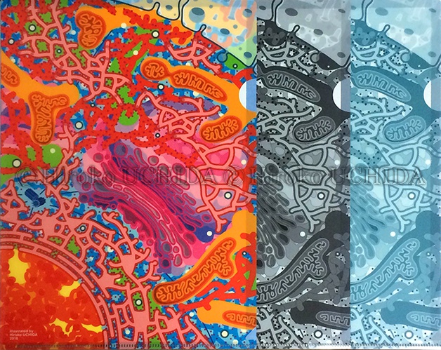 細胞図クリアファイル A4(フルカラー)