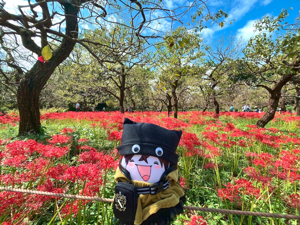 ベアちゃん等身大抱っこっこクッション