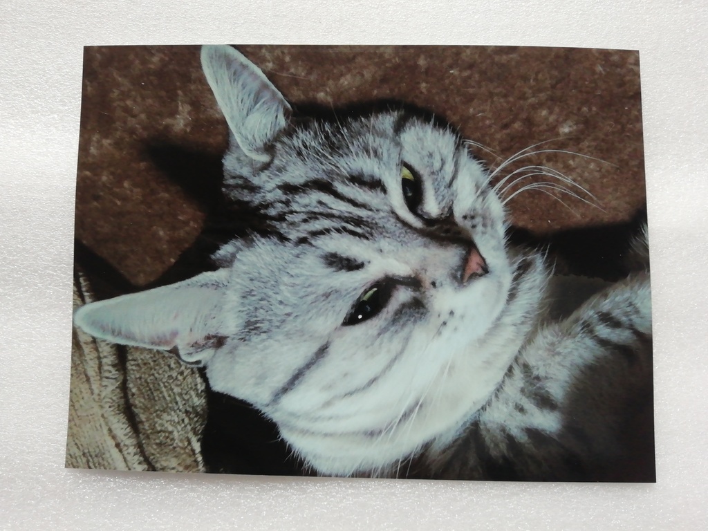 猫　ネコ　ねこ　車用　ステッカー　4