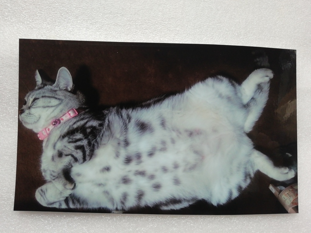 猫　ネコ　ねこ　車用　ステッカー　10