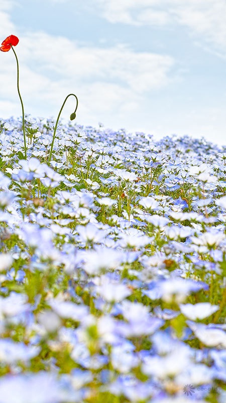 トップ100 スマホ 花譜 壁紙 すべての美しい花の画像