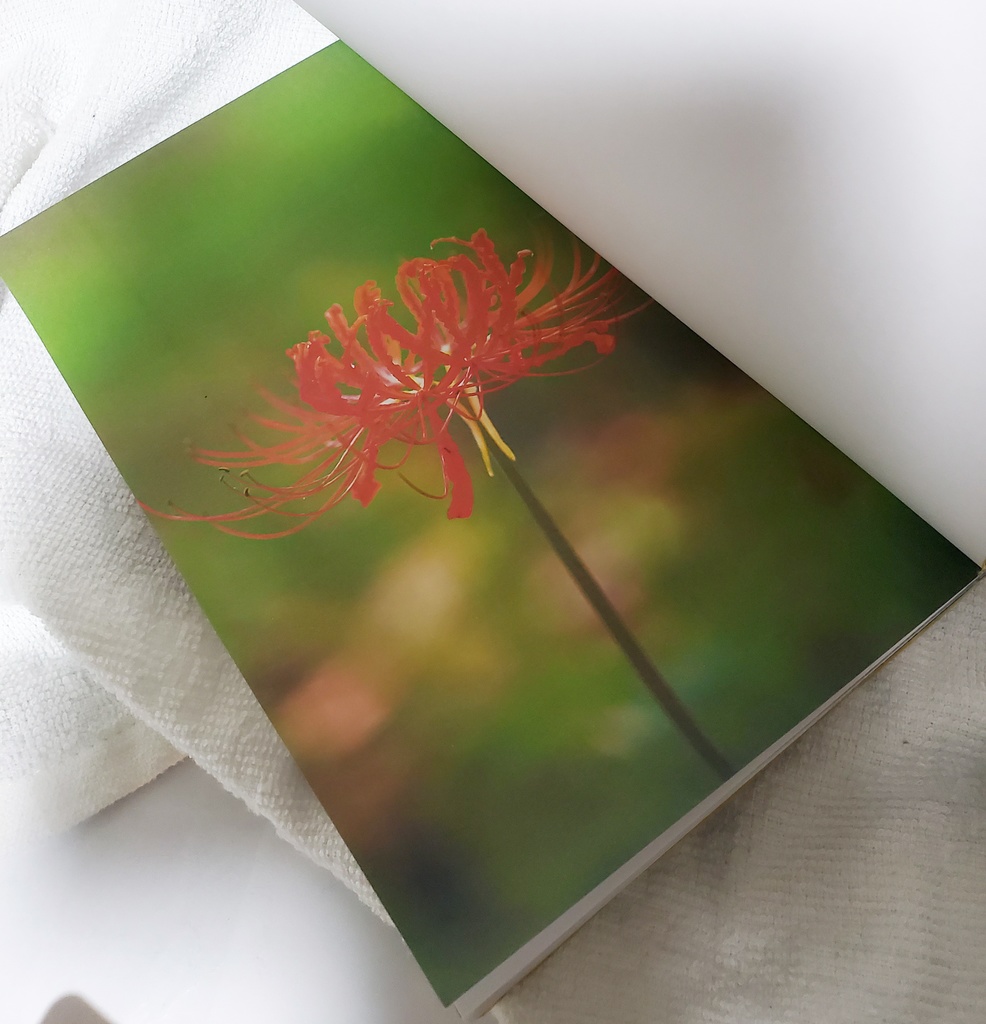 天正十二年二月彼岸【クリックポスト】