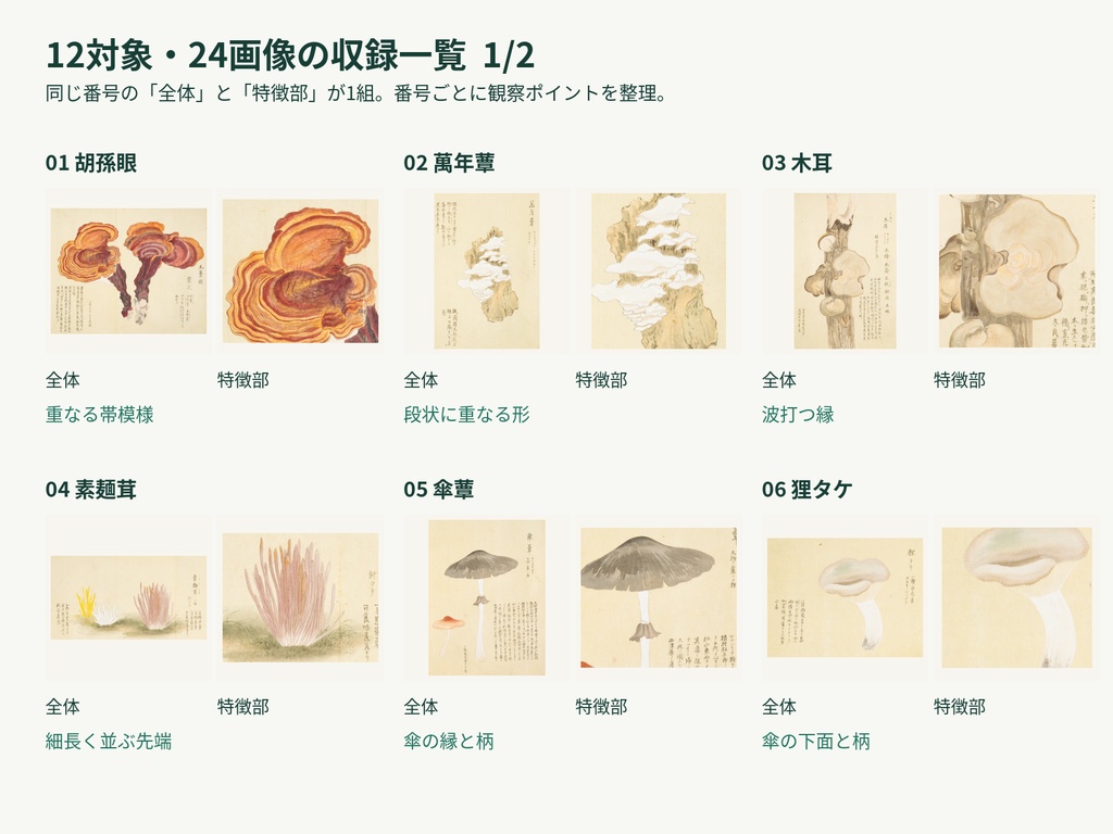 菌類の採集と観察 増補版|TRPG調査用12対象・24PNG