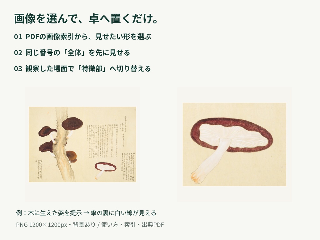 菌類の採集と観察 増補版|TRPG調査用12対象・24PNG