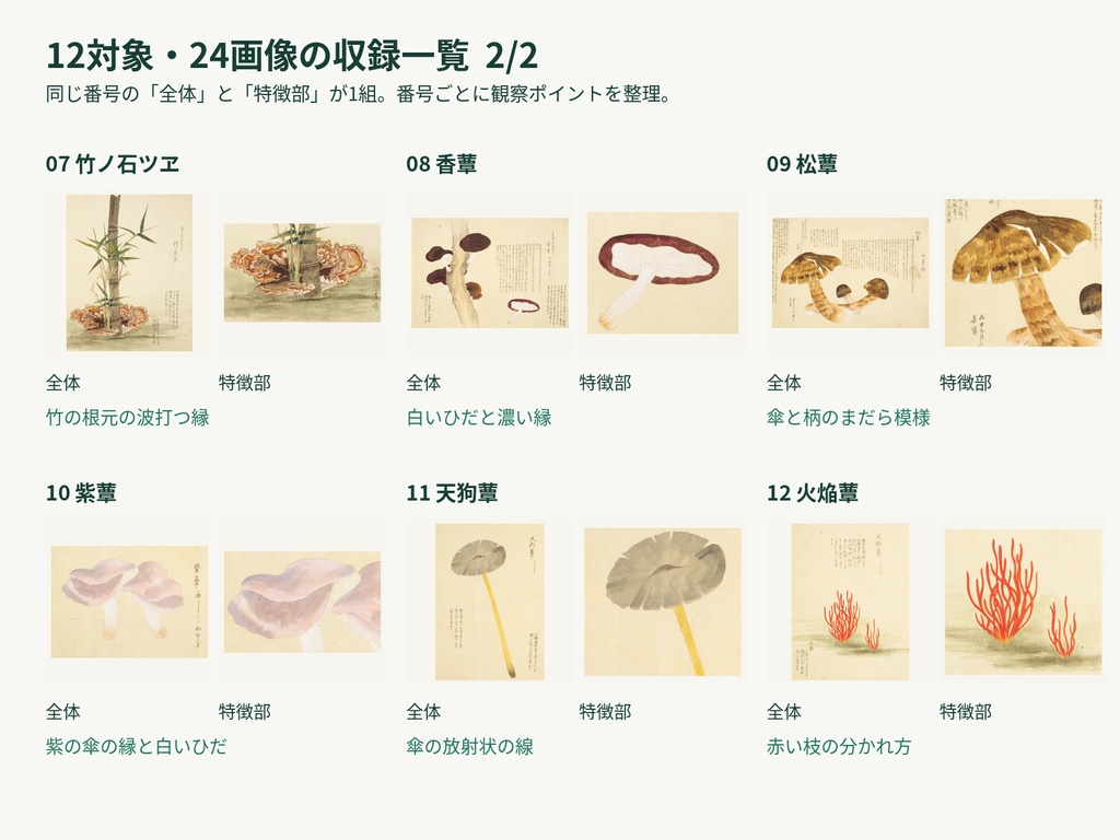 菌類の採集と観察 増補版|TRPG調査用12対象・24PNG