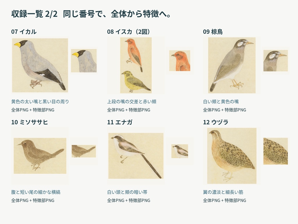 鳥の目撃と観察 増補版|全体から特徴を見せるTRPG画像素材