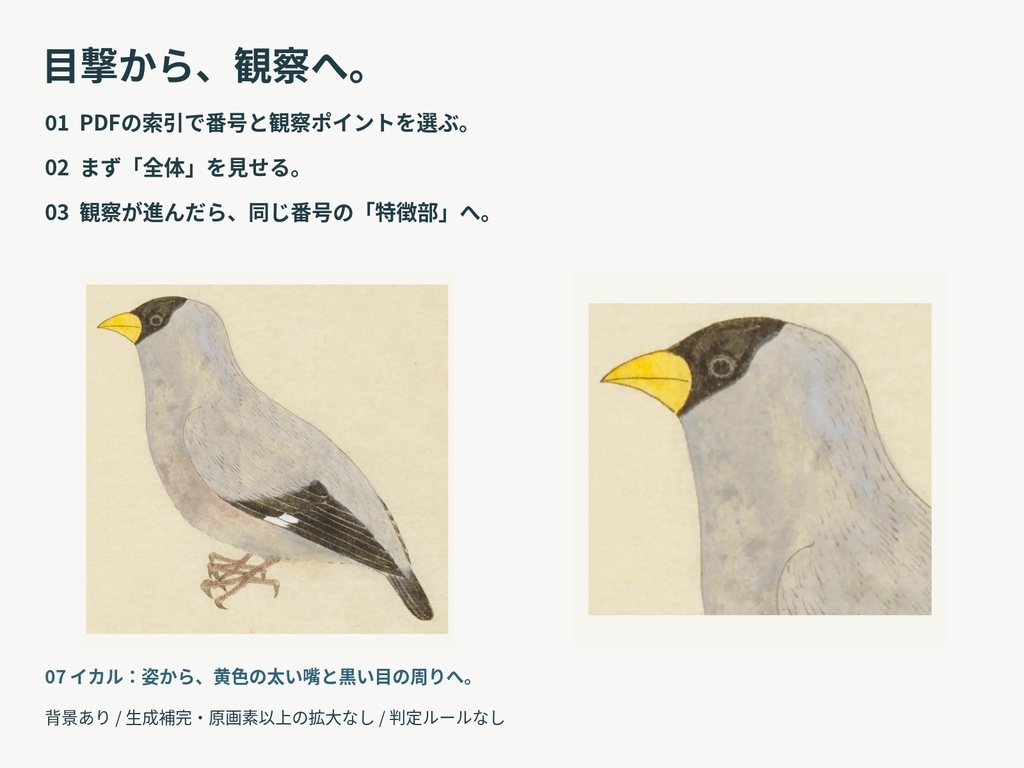 鳥の目撃と観察 増補版|全体から特徴を見せるTRPG画像素材