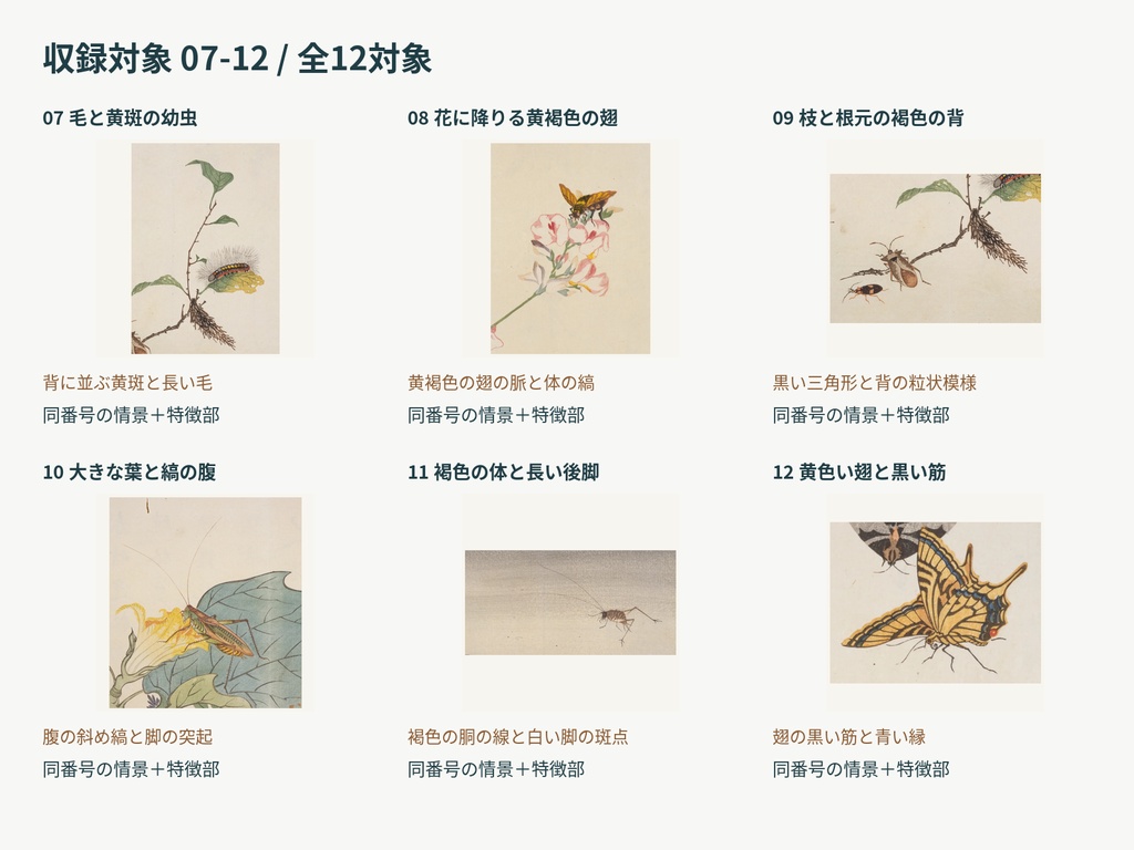 昆虫の採集と観察 強化版|情景から特徴を見せるTRPG素材12対象
