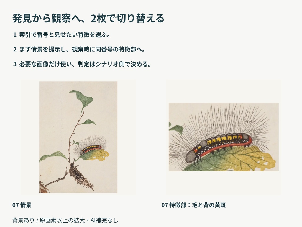昆虫の採集と観察 強化版|情景から特徴を見せるTRPG素材12対象