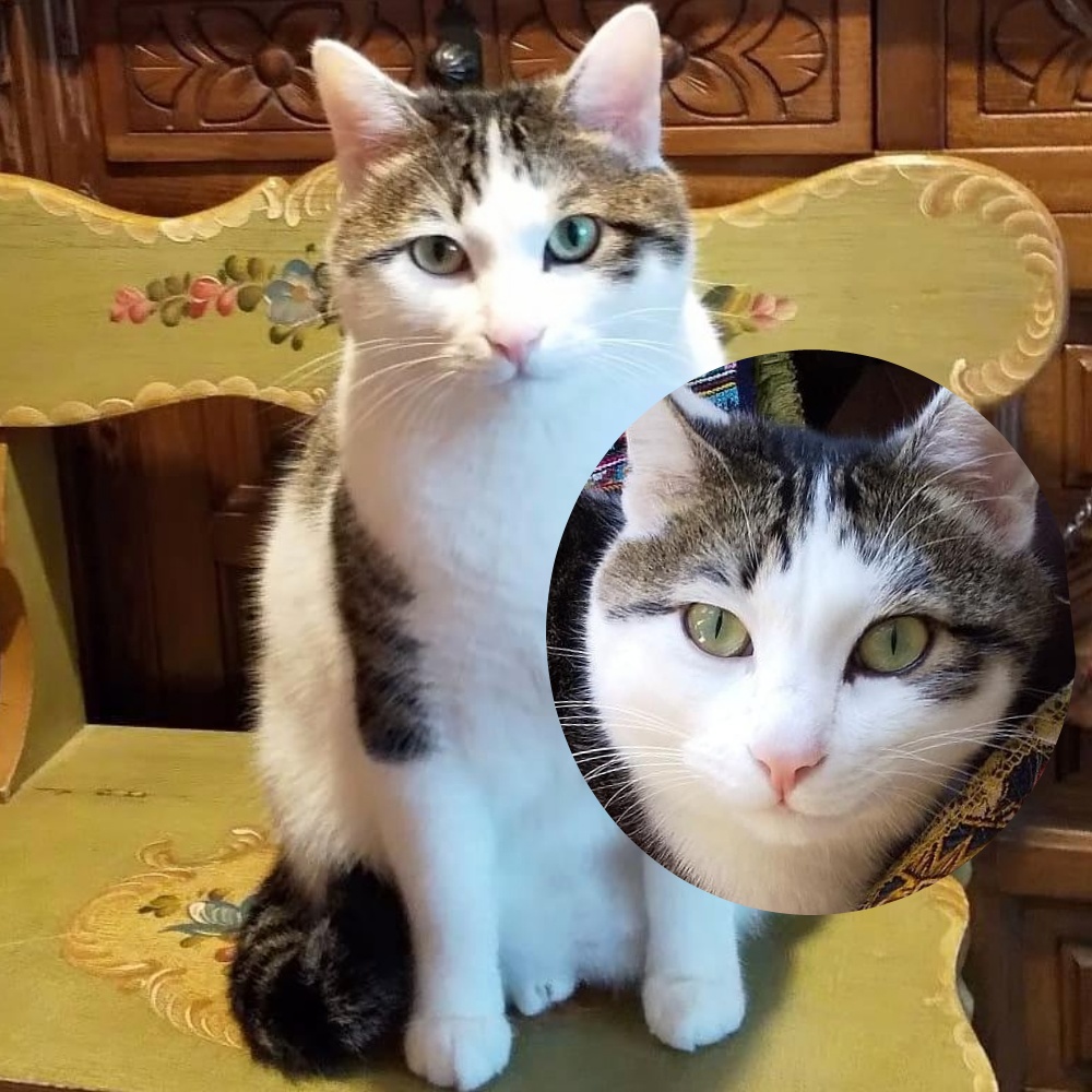 【オーダーメイド】ペットイラスト