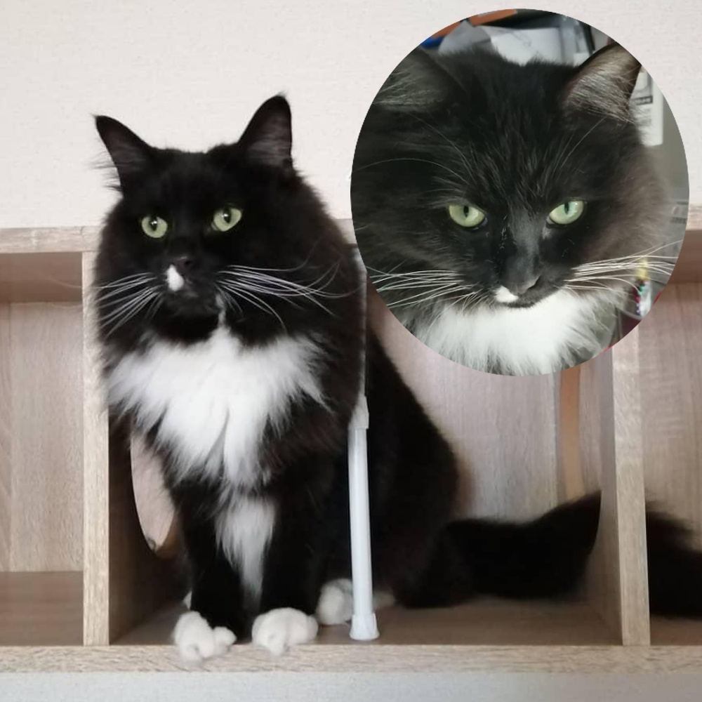 【オーダーメイド】ペットイラスト