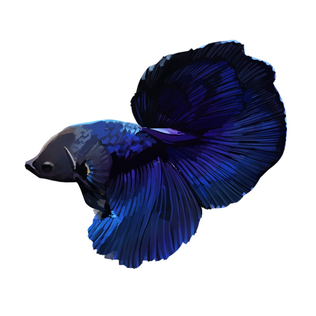 【ココフォリア用透過素材】ベタと金魚