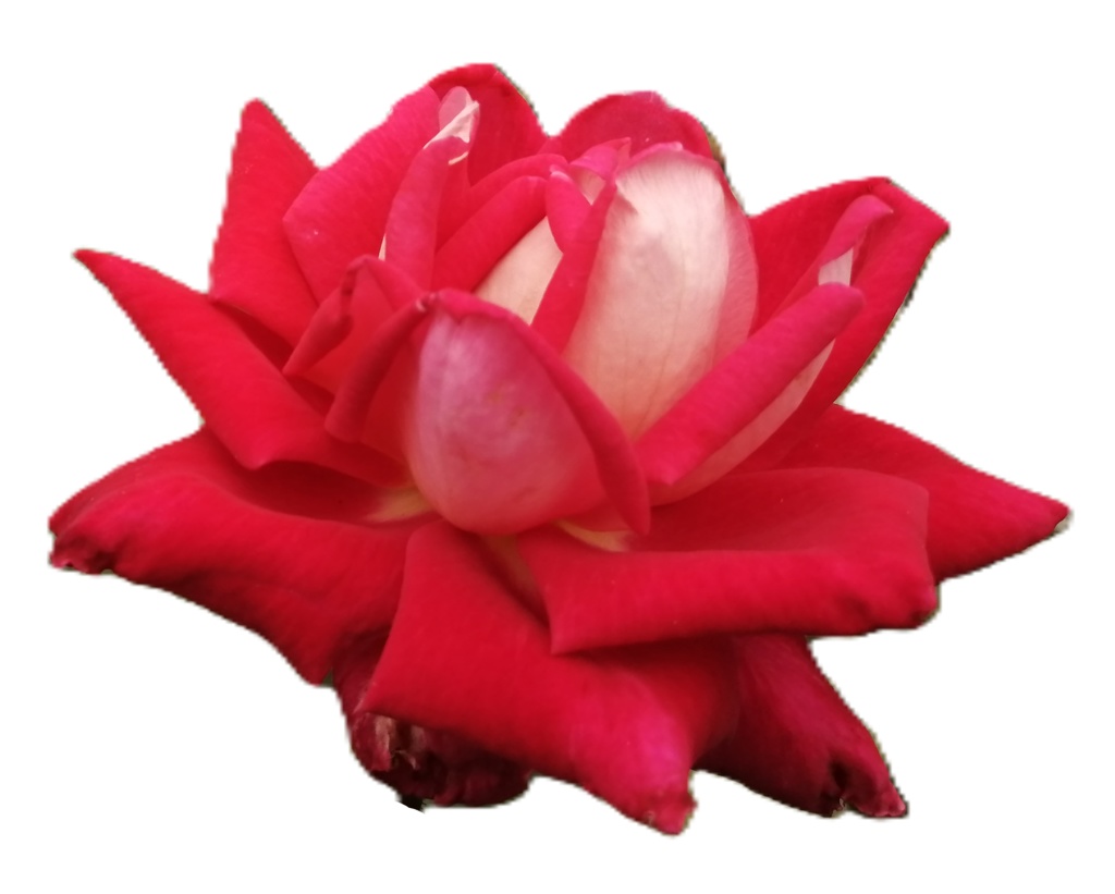 Rose Photo Collage Set