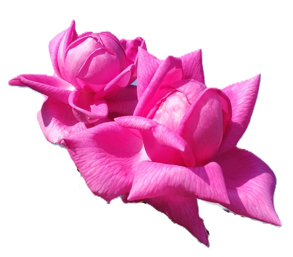 Rose Photo Collage Set