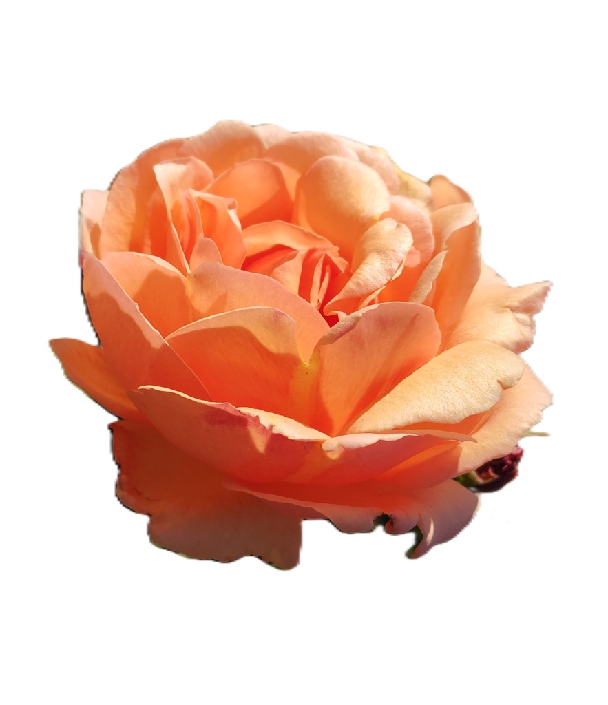 Rose Photo Collage Set