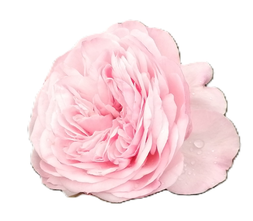 Rose Photo Collage Set