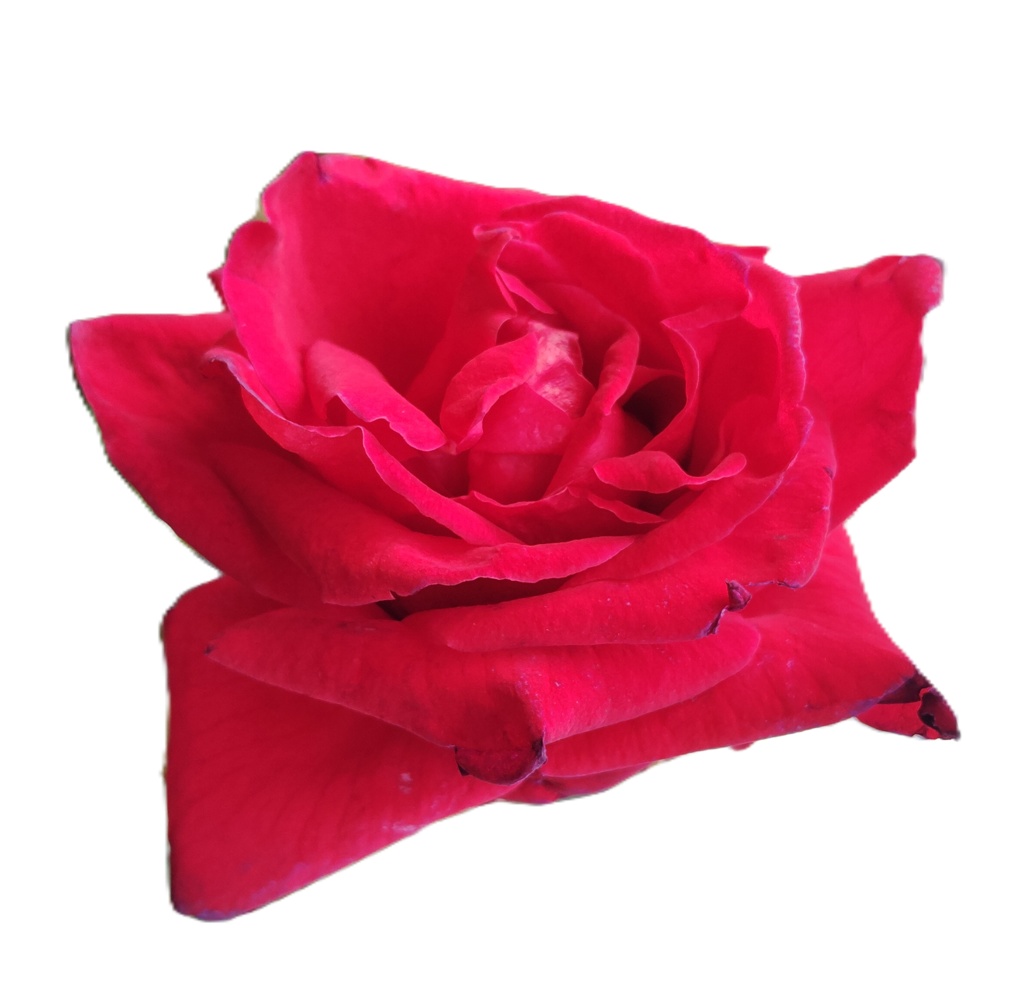 Rose Photo Collage Set