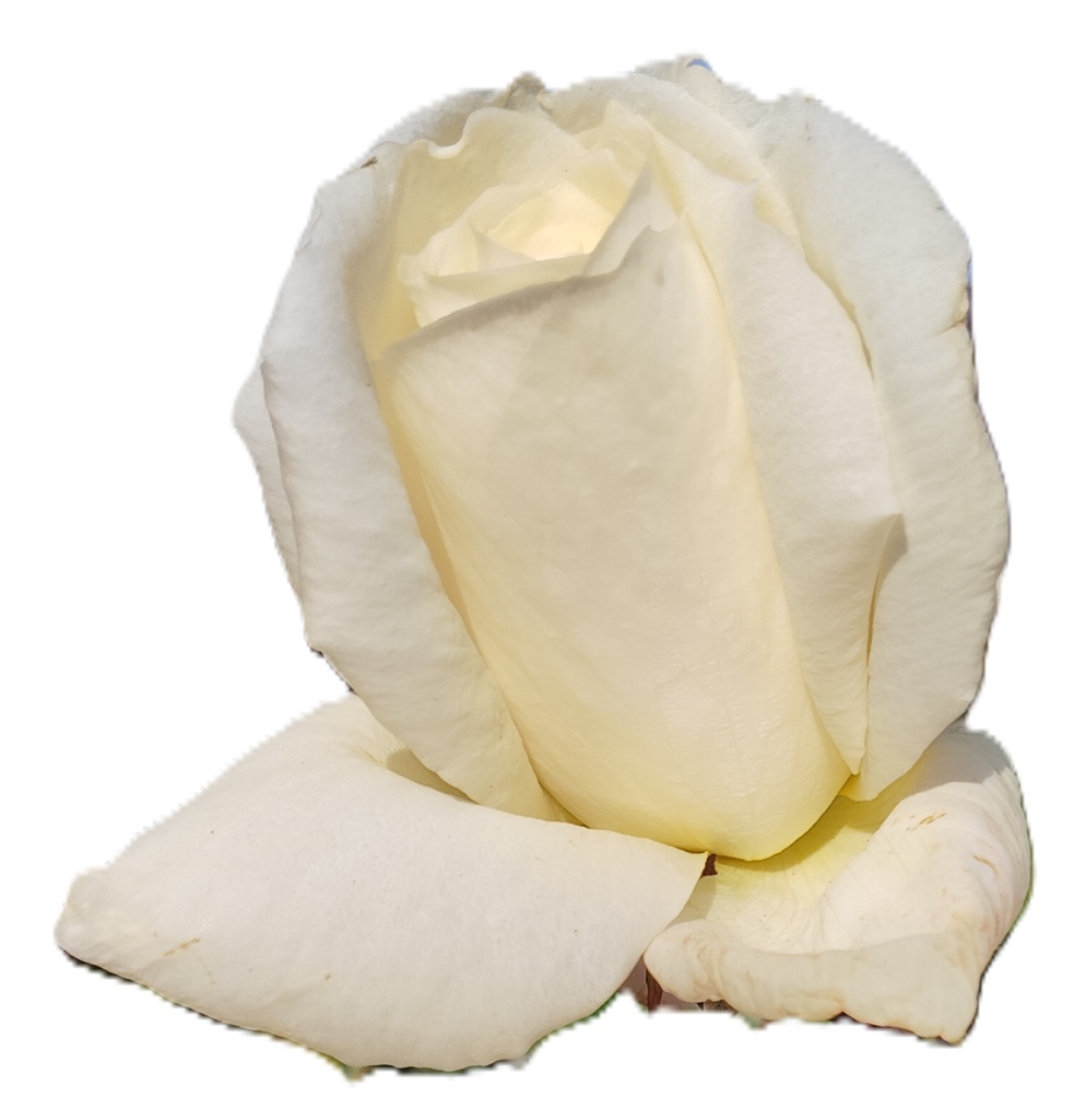 Rose Photo Collage Set