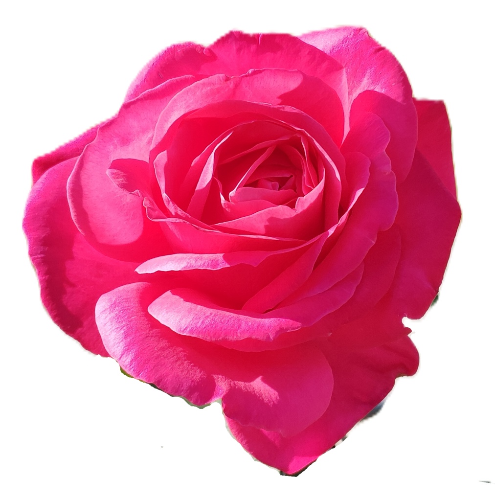 Rose Photo Collage Set