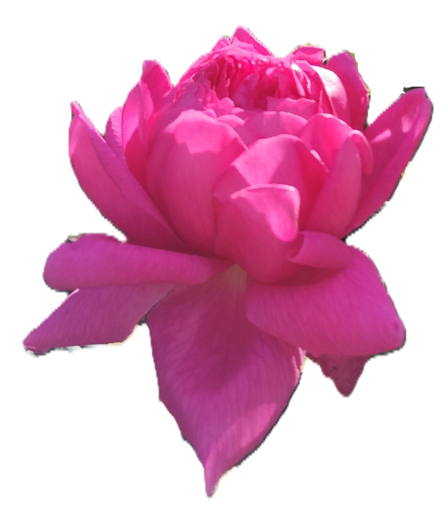 Rose Photo Collage Set