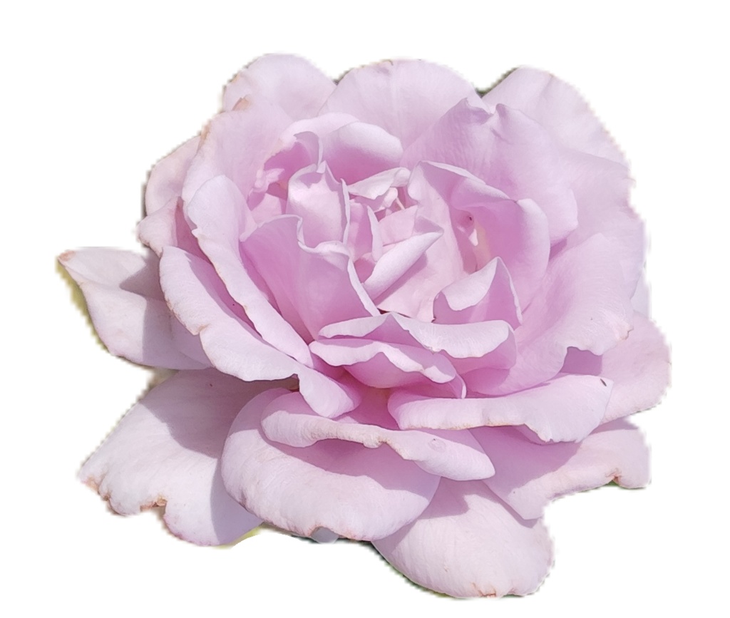 Rose Photo Collage Set