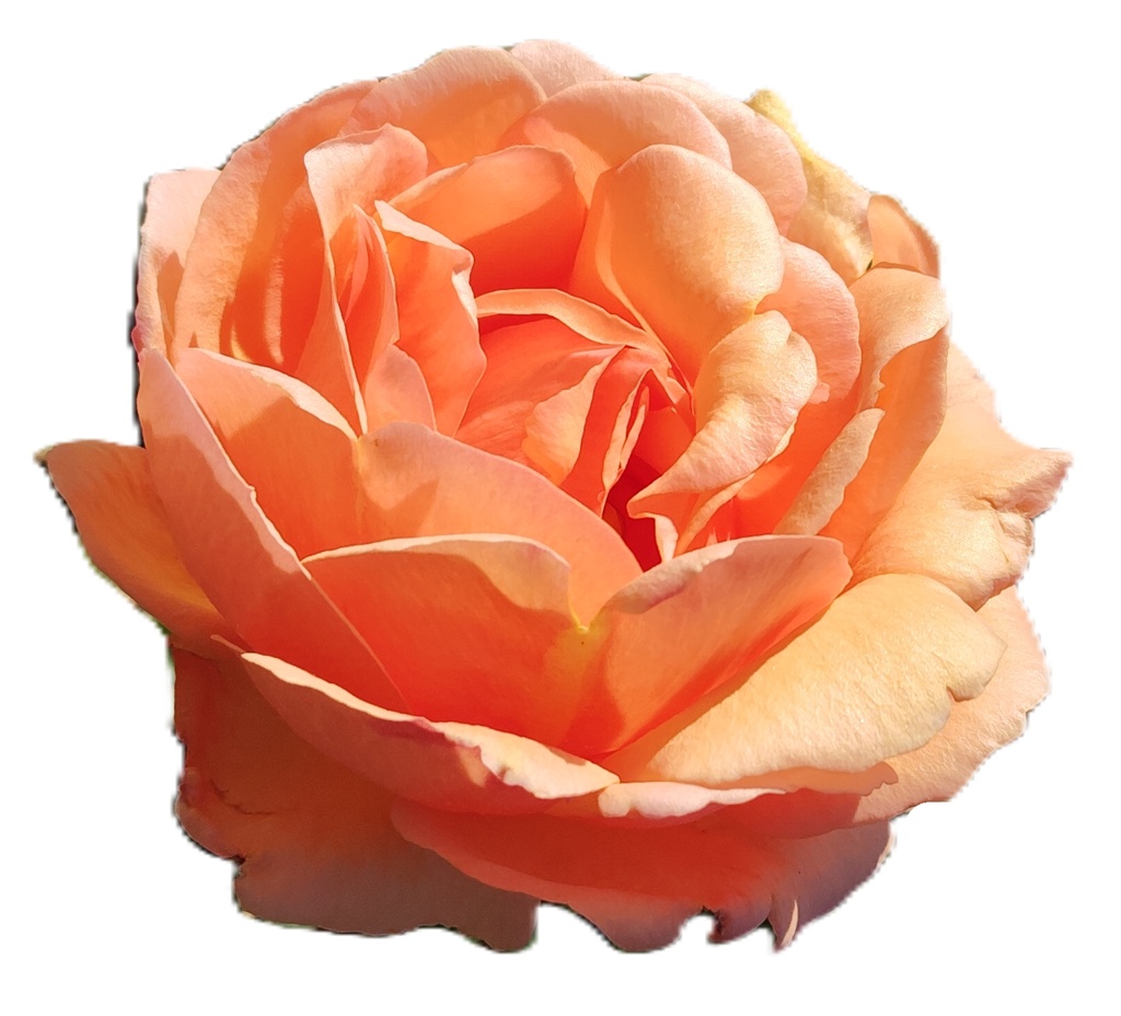 Rose Photo Collage Set