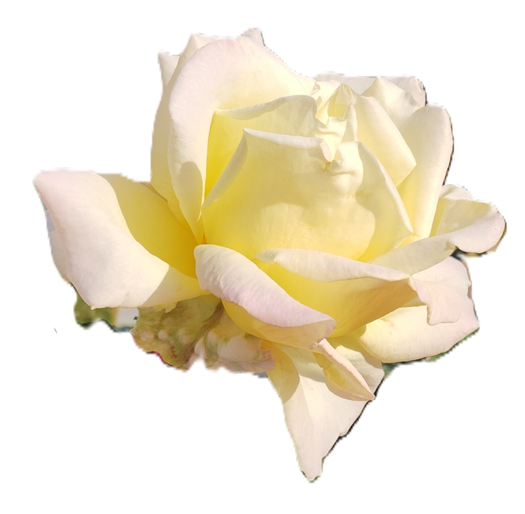 Rose Photo Collage Set