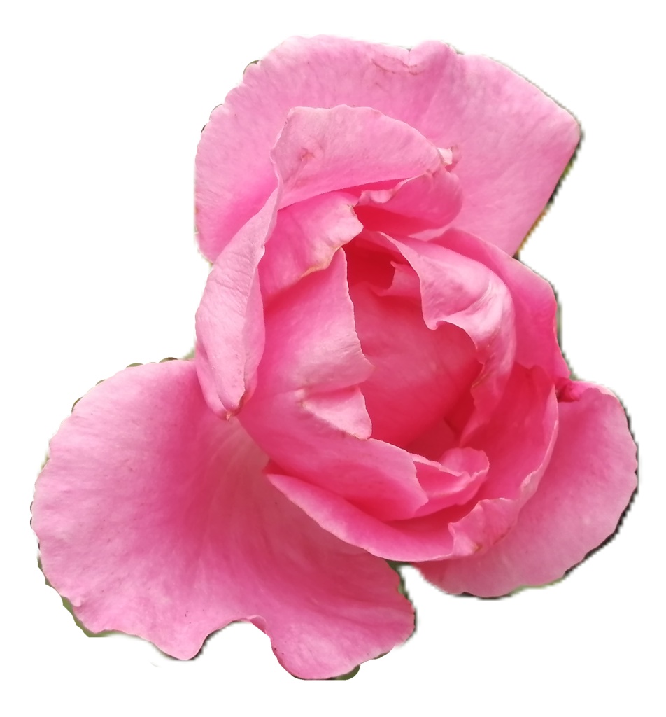 Rose Photo Collage Set