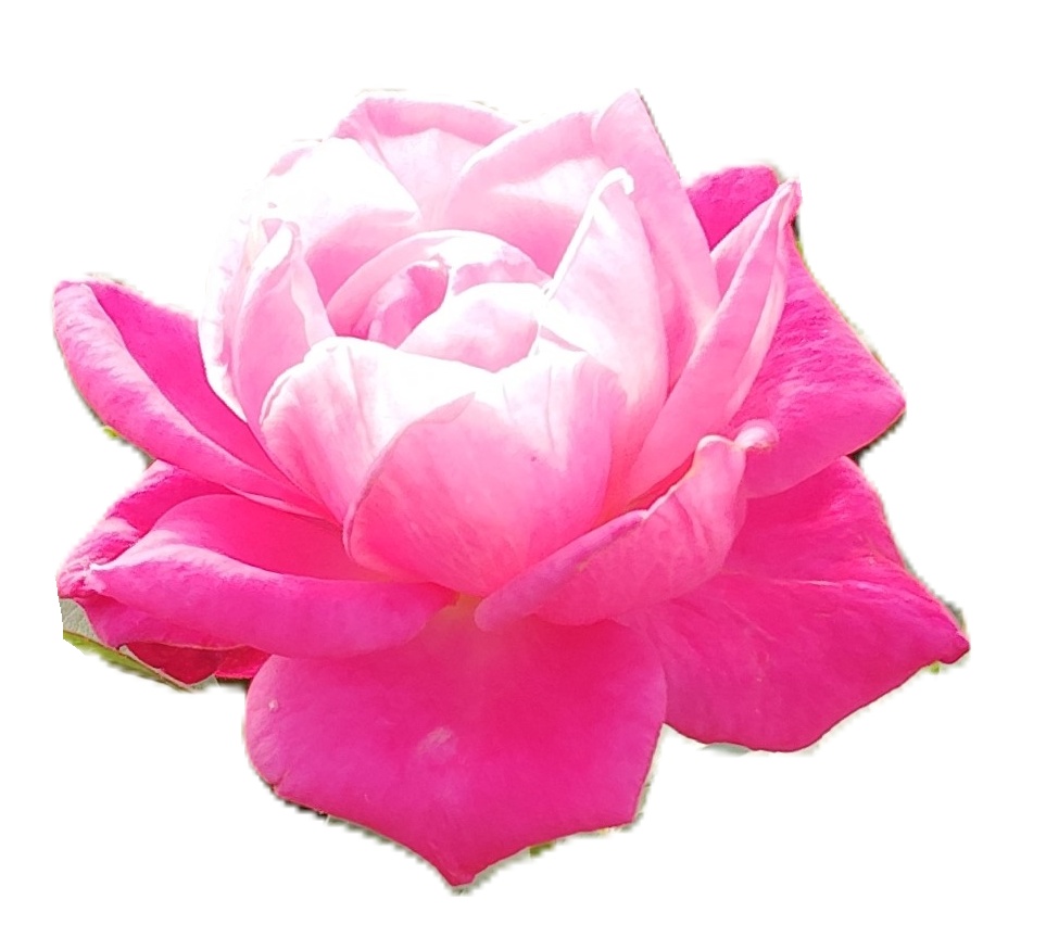 Rose Photo Collage Set