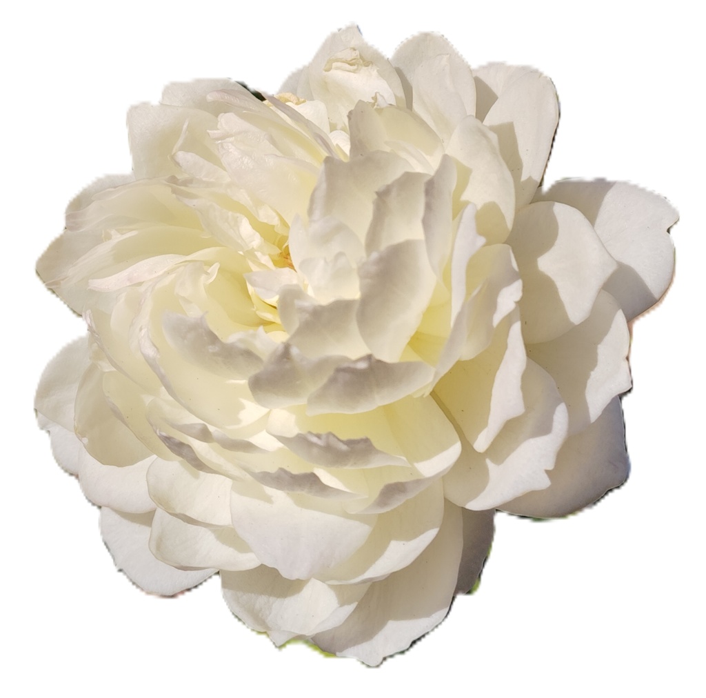 Rose Photo Collage Set