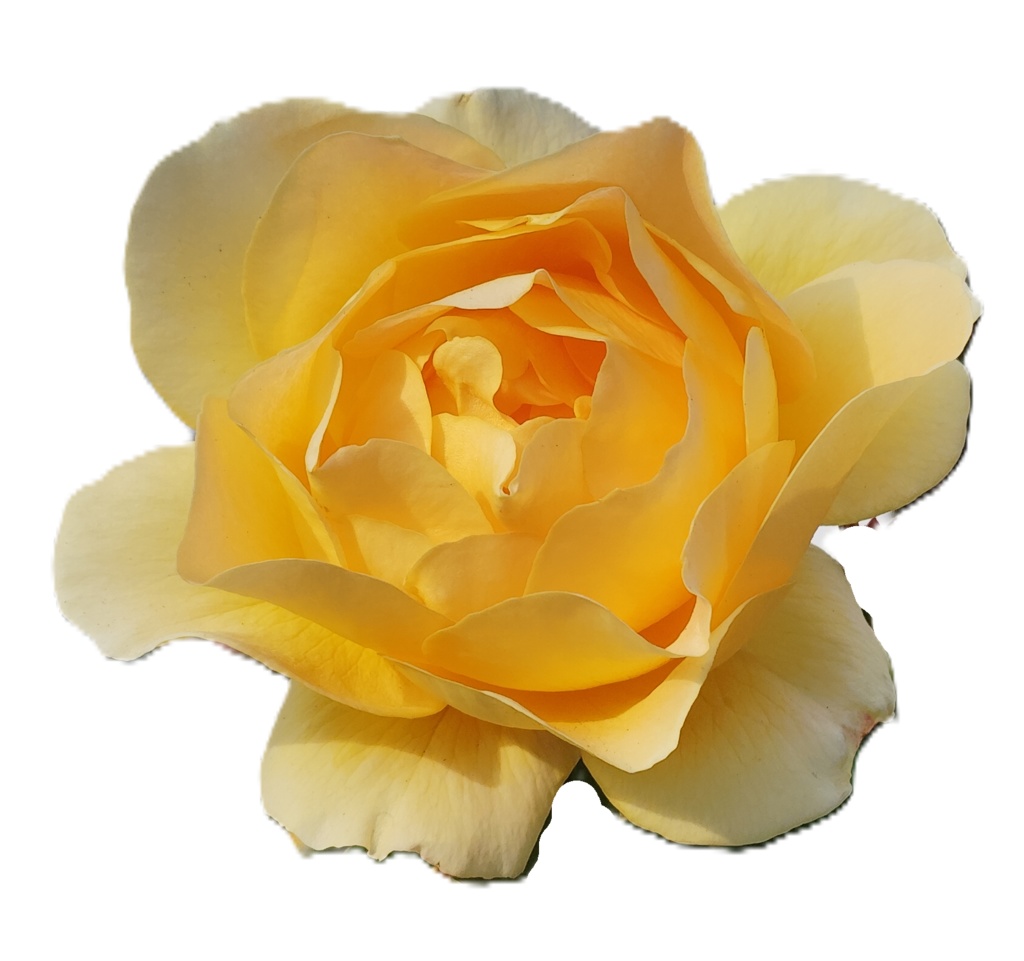 Rose Photo Collage Set