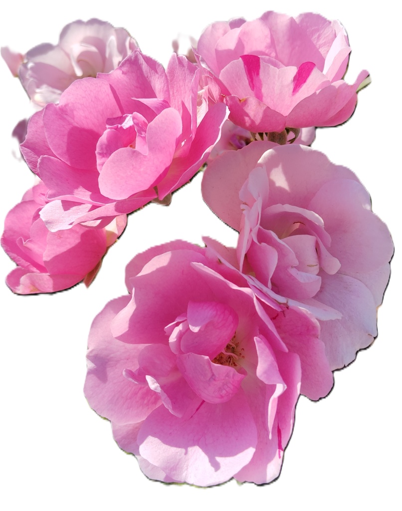 Rose Photo Collage Set