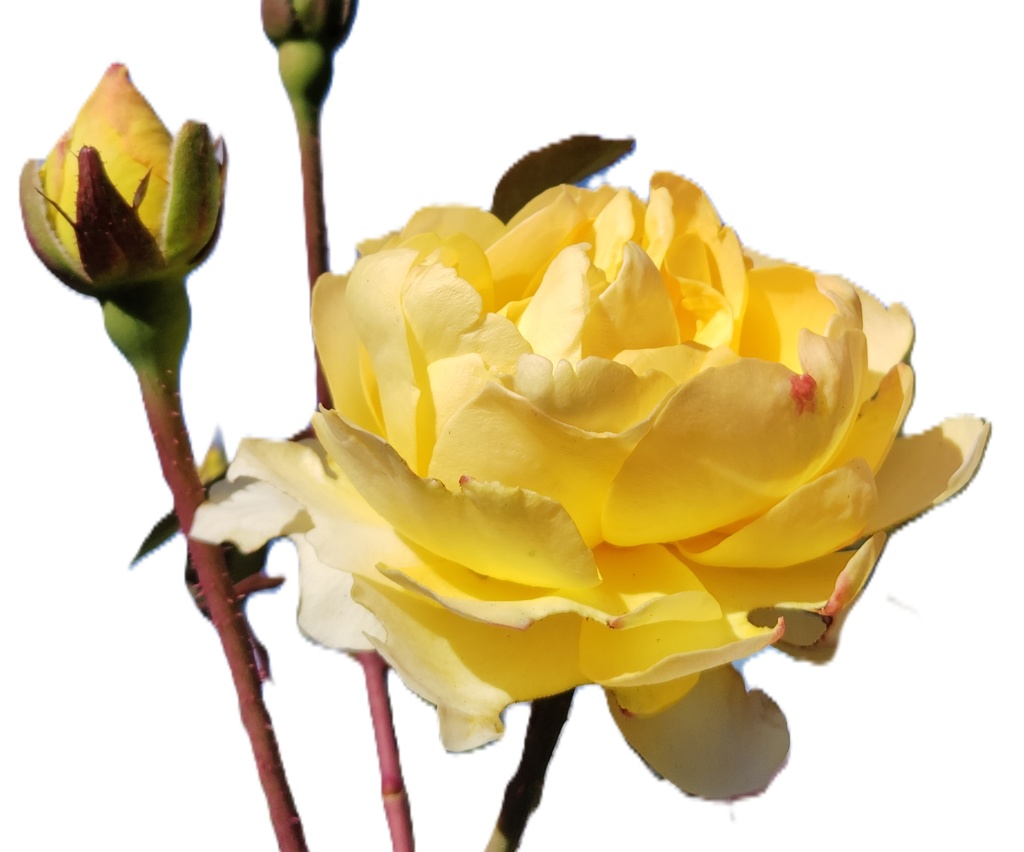 Rose Photo Collage Set