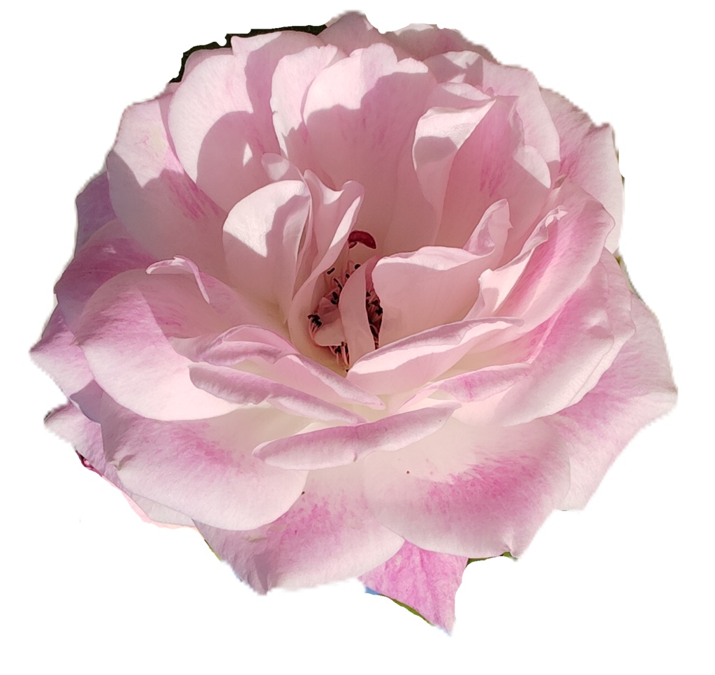 Rose Photo Collage Set