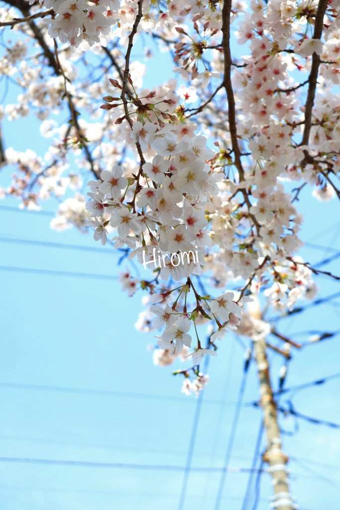 桜の写真セット