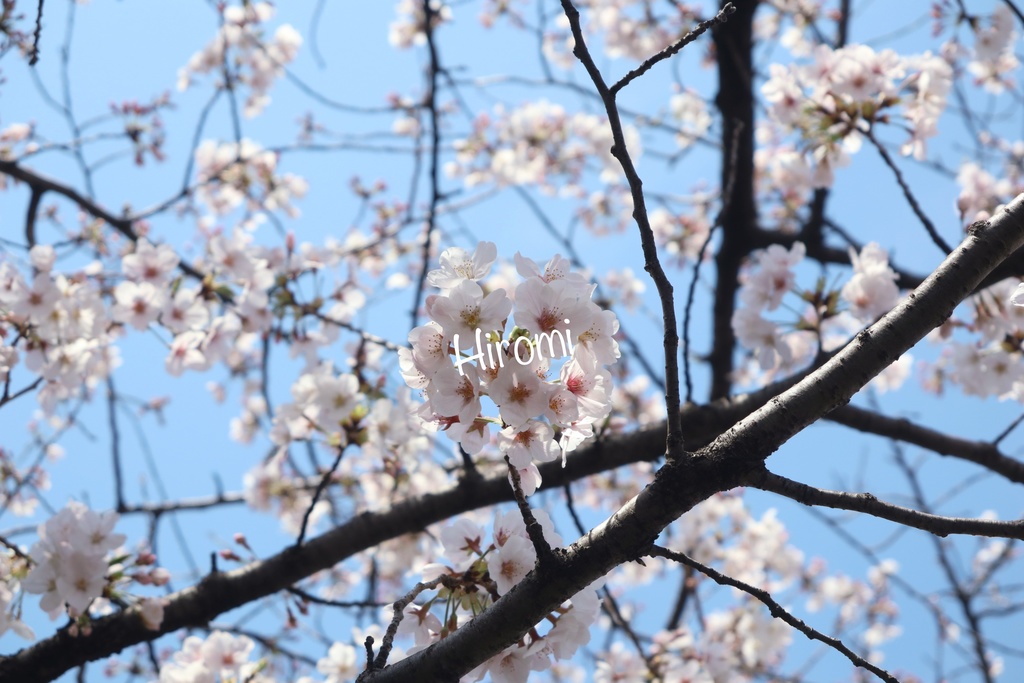 桜の写真セット