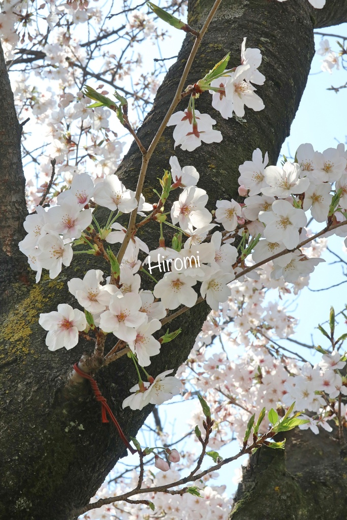 桜の写真セット