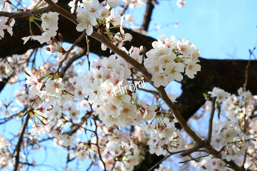 桜の写真セット