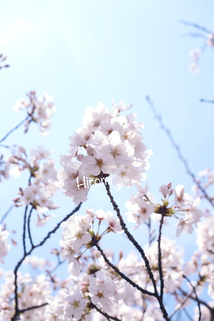 桜の写真セット