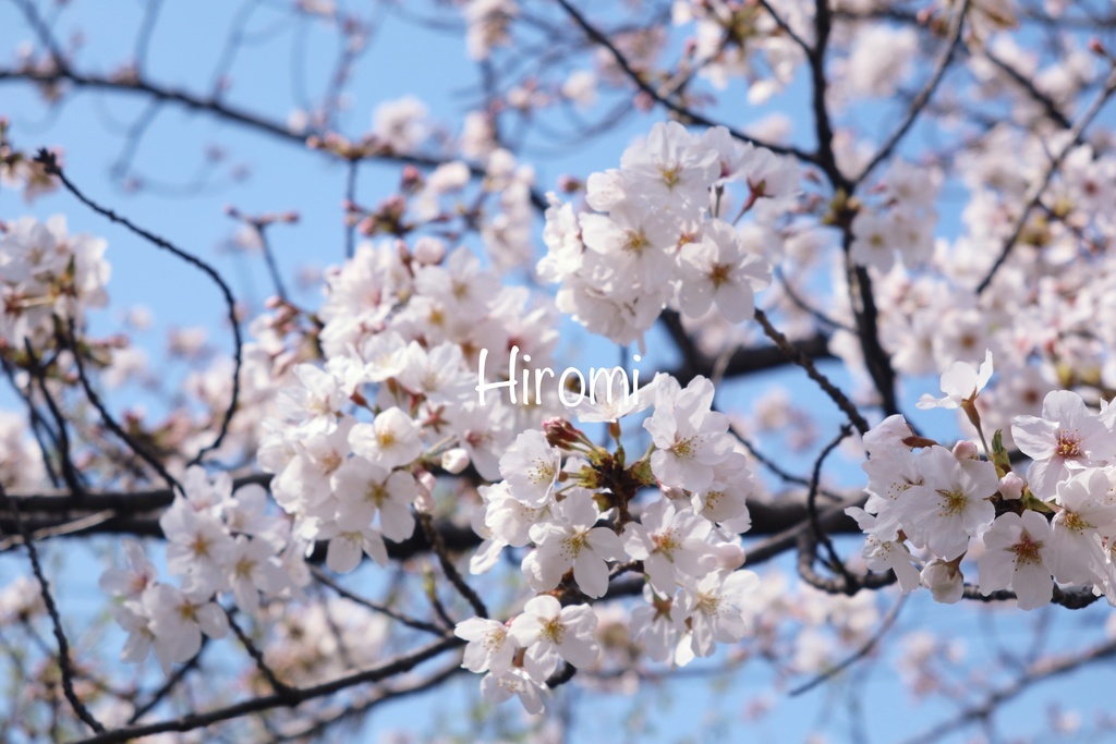 桜の写真セット