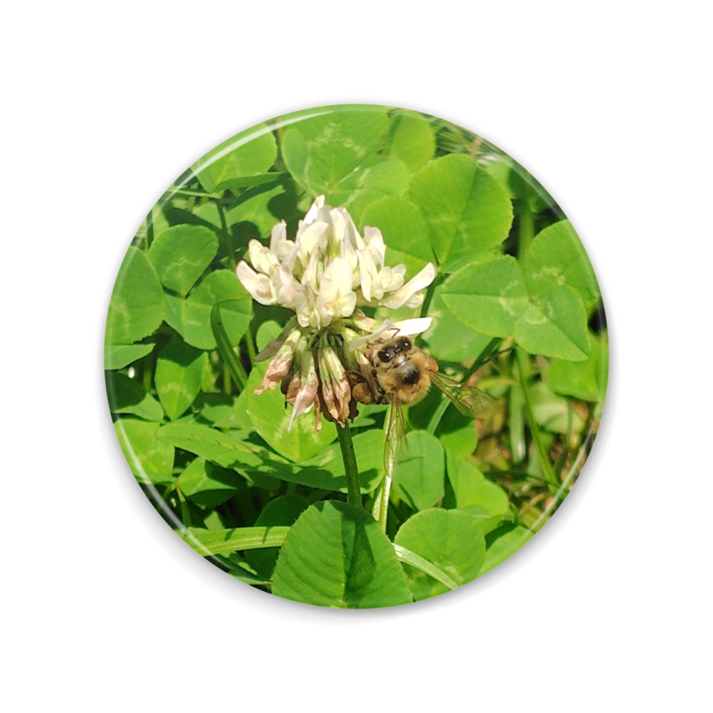 【缶ミラー】シロナツメグサと蜜蜂