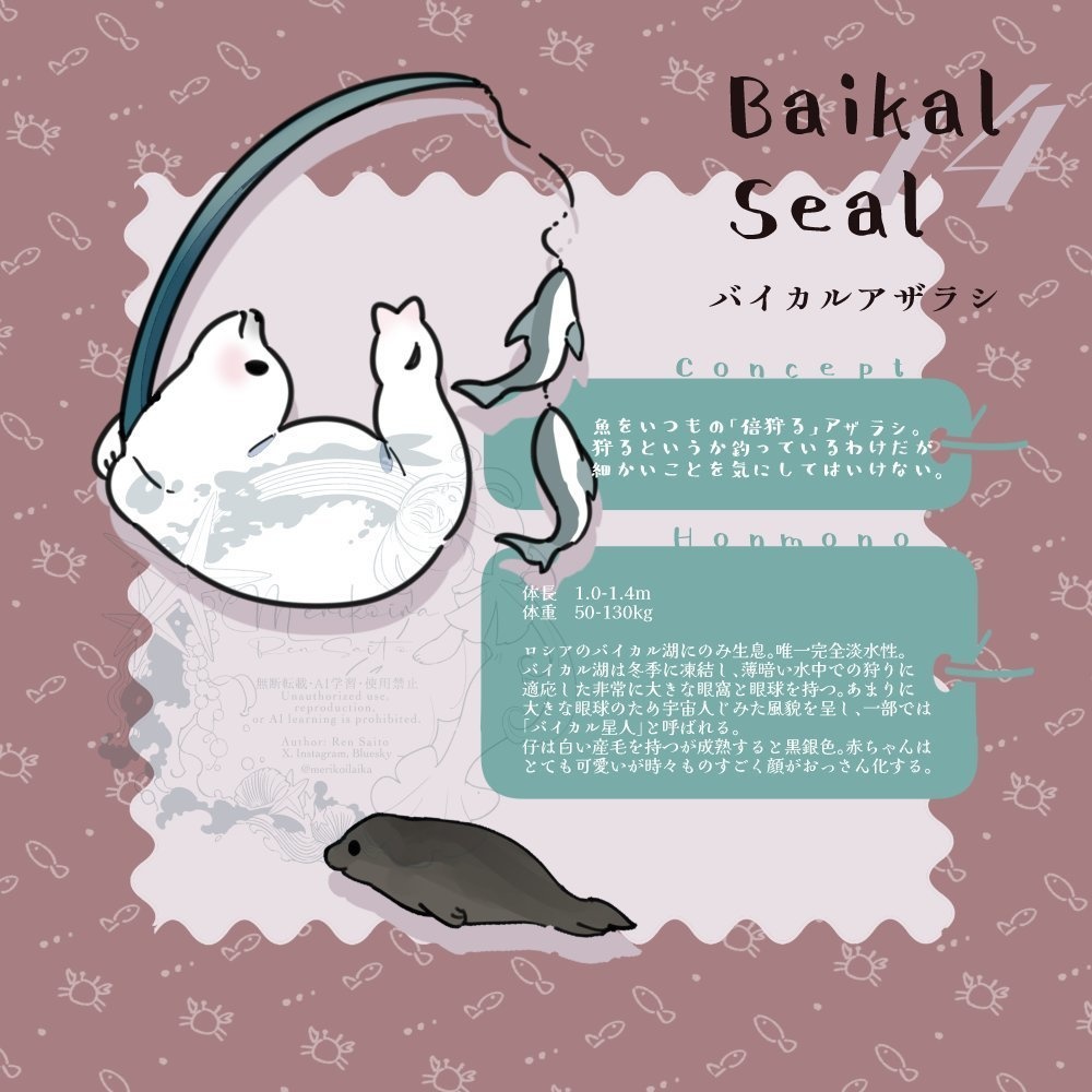 Concept&Honmono AZARASHI