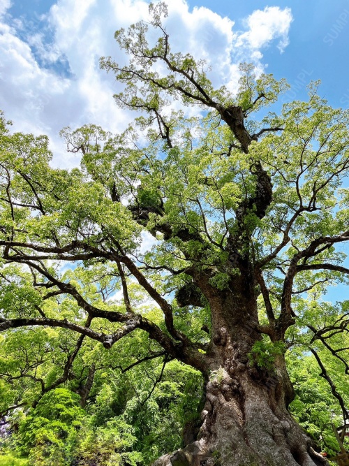 写真素材_001：大樹