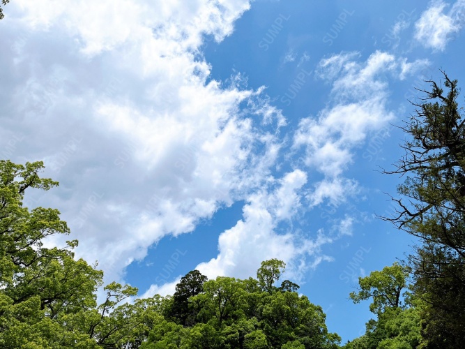 写真素材_003：空と樹