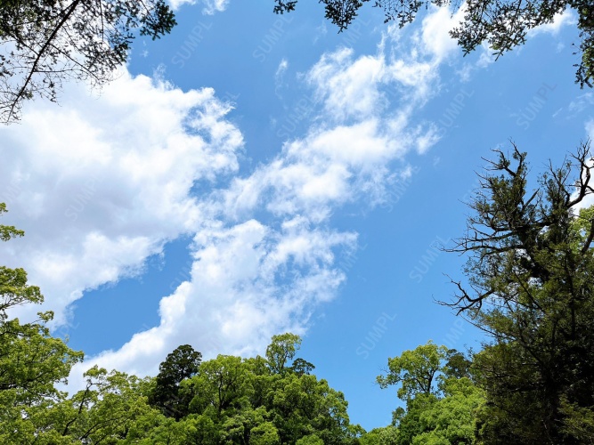 写真素材_004：空と樹