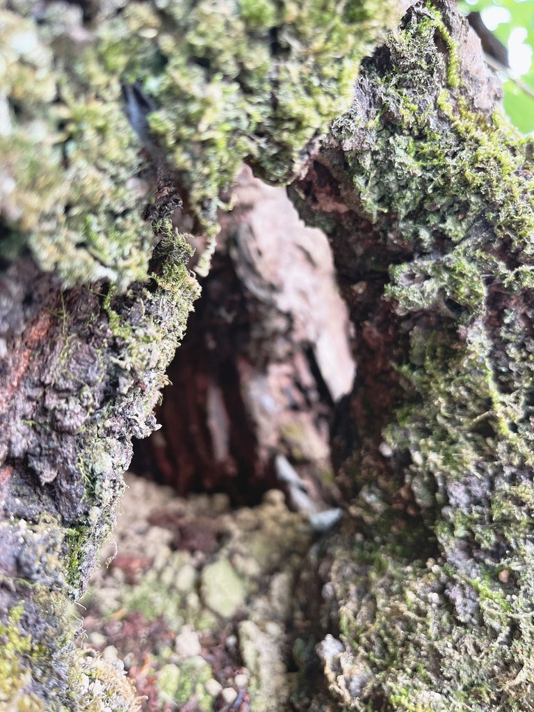 写真素材_007：空洞木